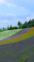 富良野 花咲く丘の風景
