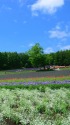 花咲く丘の風景2