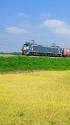 黄金色の稲とEF66貨物列車