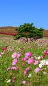 コスモス咲く丘の風景