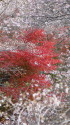 紅葉と四季桜2