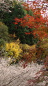 紅葉と四季桜3