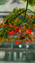 彦根城・玄宮園の紅葉