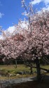 桜の京都・渉成園