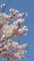 早咲桜名花-アメリカ