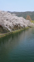桜の京都・岡崎疎水