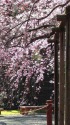 しだれ桜の輝き