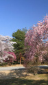 桜の京都・仁和寺