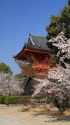 桜の京都・仁和寺