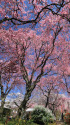 原谷苑・天空を覆う桜