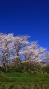 金立公園の桜