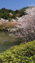 桜の京都・龍安寺