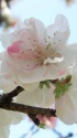 源平桃の花