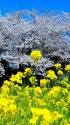 2012 日本の春満開。