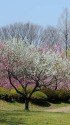 花桃と新緑の風景1