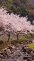 田舎の散歩道と桜
