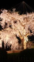 日本三大夜桜・祇園の夜桜