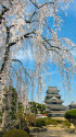 松本城と枝垂桜