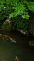 京都・城南宮の庭園と錦鯉