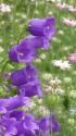 風鈴草とニゲラの花2