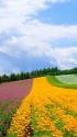 富良野 花咲く丘の風景