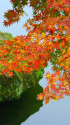 彦根城・玄宮園の紅葉