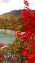 奥利根湖の紅葉