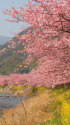 春らしい風景、河津桜と菜の花