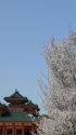 平安神宮の左近の桜と白虎楼