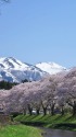 桜並木と鳥海山