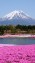 うつくしい風景・富士芝桜