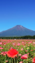 ポピー畑と富士山