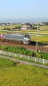色づいた稲とEF66 27貨物列車
