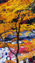 紅葉の香嵐渓