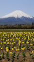 花の都公園チューリップと富士山