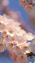 アメリカ桜