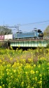 菜の花とEF66貨物列車