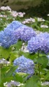 梅雨入りの紫陽花