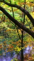 秋の十二湖・沸壷の池