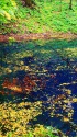 秋の十二湖・青池