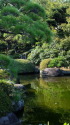 松月院の池と緑