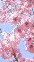 輝く陽光桜(ヨウコウザクラ)