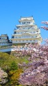 桜に映える白い大天守・姫路城