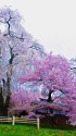 勝間薬師堂の枝垂桜