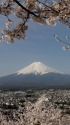 桜の中の富士山