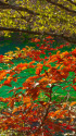 五色沼・秋の彩り