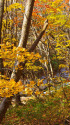 秋色の中津川渓谷