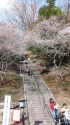 薬師寺の四季桜