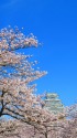 姫路城の桜1