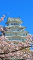 姫路城の桜3